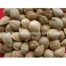 Sweet Almond in Shell (youyi 18-20mm)